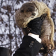 Illustration for article titled Punxsutawney Phil Beheaded For Inaccurate Prediction On Annual Groundhog Slaughtering Day